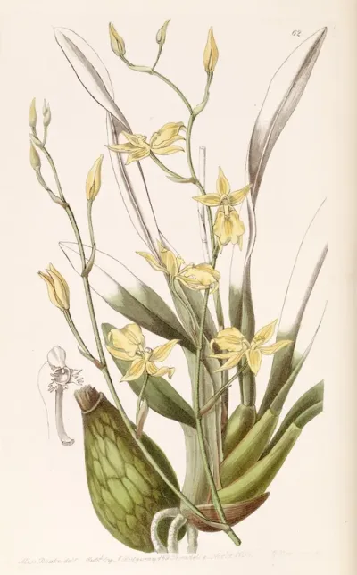 Cyrtochilum aureum