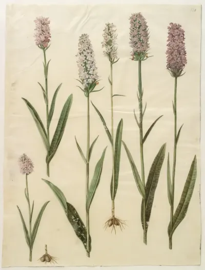 Dactylorhiza maculata (plettet gøgeurt)