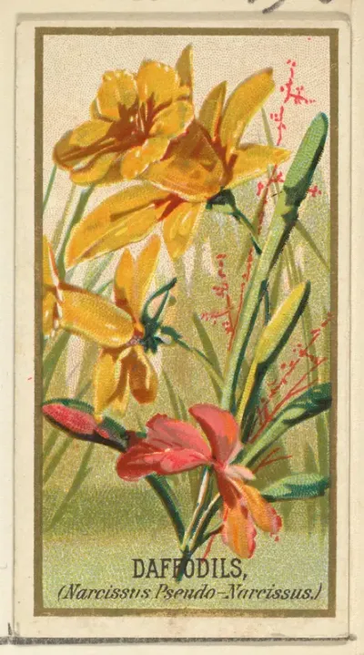 Daffodils (Narcissis Pseudo-Narcissus), from the Flowers series for Old Judge Cigarettes