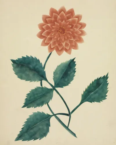 Dahlia