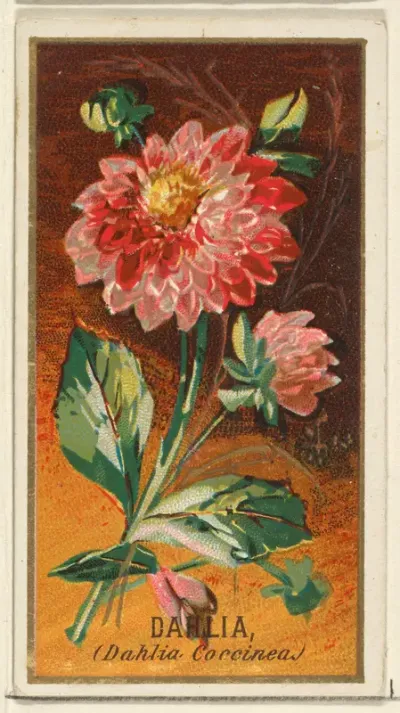 Dahlia (Dahlia Coccinea), from the Flowers series for Old Judge Cigarettes