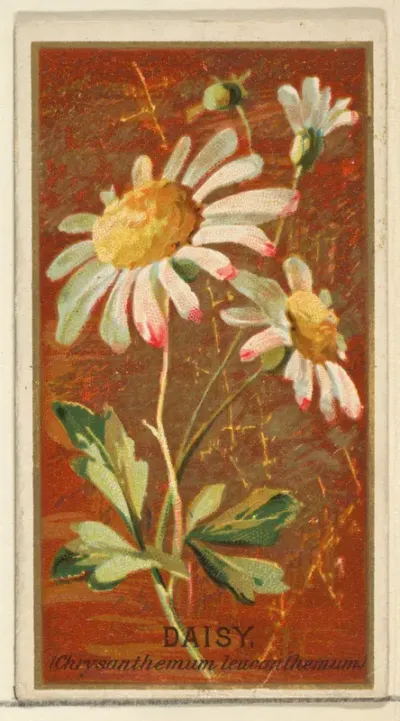 Daisy (Chrysanthemum leucanthemum), from the Flowers series for Old Judge Cigarettes