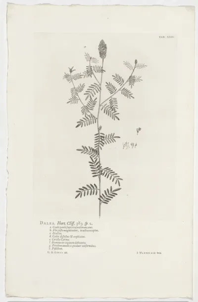 Dalea alopecuroides