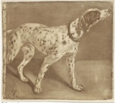 Dalmatische hond