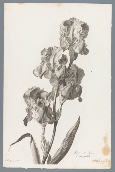 Dalmatische iris