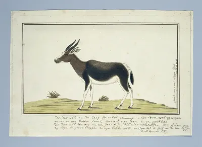 Damaliscus pygargus pygarus (Bontebok)
