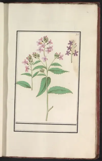 Damastbloem (Hesperis matronalis)