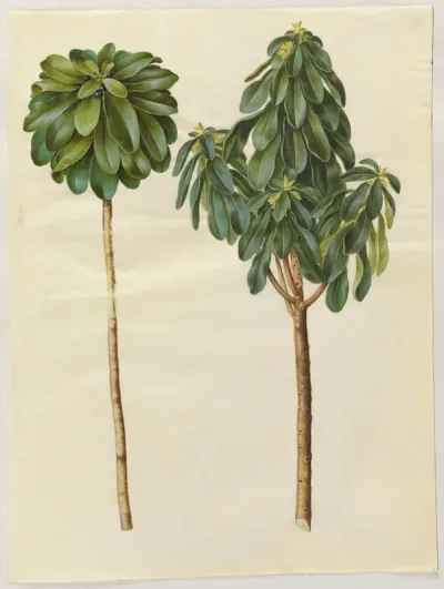 Daphne laureola (laurbær-dafne)
