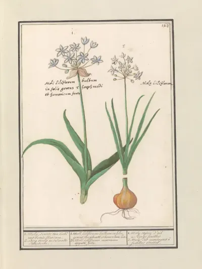 Daslook (Allium ursinum)