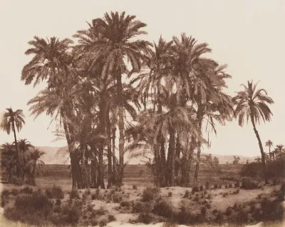 Date palms, Karnak