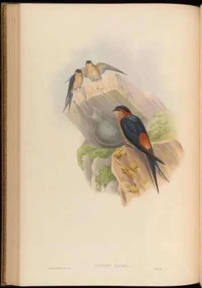 Daurian Mosque-Swallow
