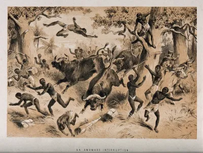 David Livingstone and his followers attacked by buffaloes