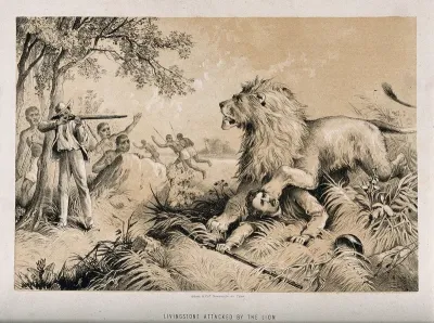 David Livingstone attacked by a lion in Africa