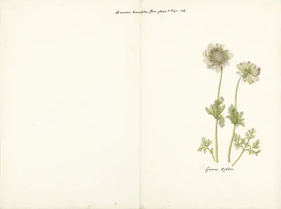 De anemoon Groene Ridder