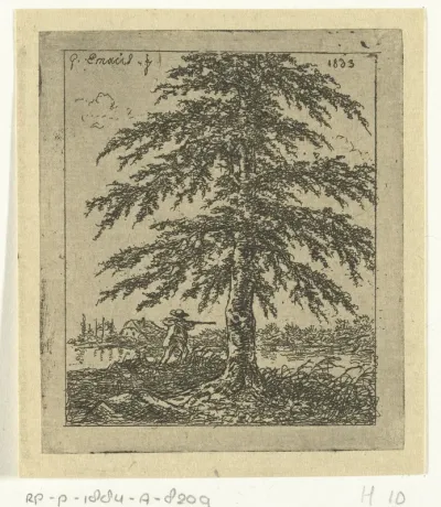 De beuk