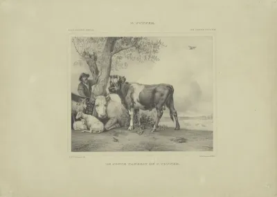De jonge stier
