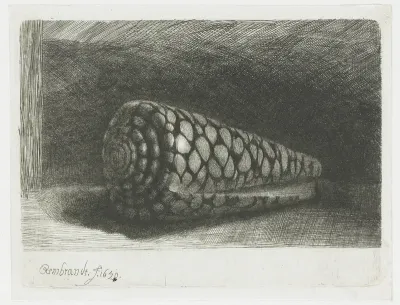 De schelp