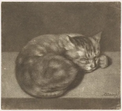 De slapende kat