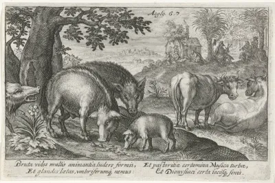 De zangwedstrijd