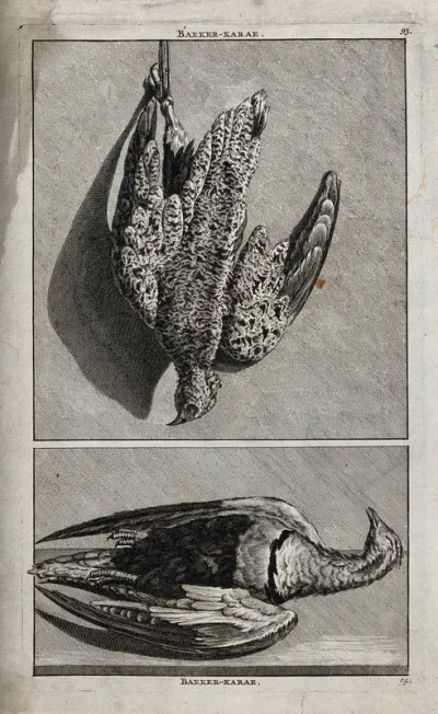 Dead birds: two figures, one showing a bird hanging from its foot, the other showing a bird lying on its back