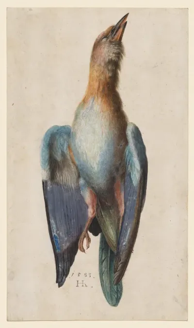 Dead Blue Roller