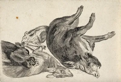 Dead boars and a dead deer