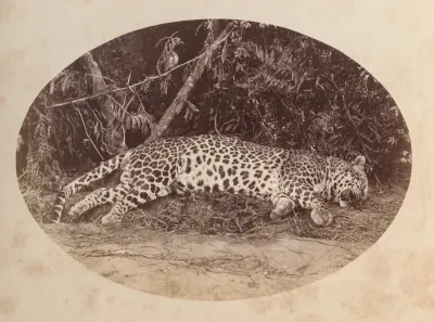 Dead Leopard