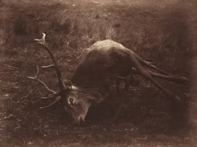 Dead Stag