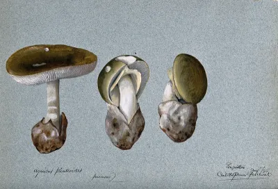 Death cap fungus (Amanita phalloides): three fruiting bodies
