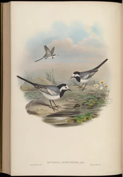 Deccan Wagtail