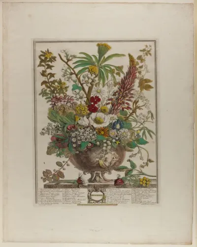 December, from Twelve Months of Flowers