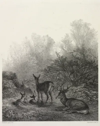 Deer at Rest