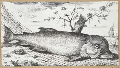Delfinen (Delphinus)