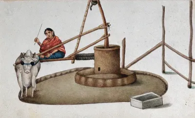 Delhi: a woman making a cow work the oil mill