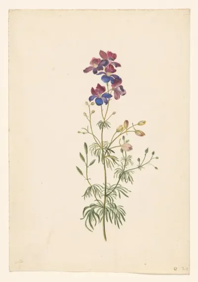 Delphinium