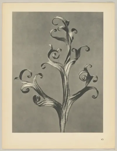 Delphinium