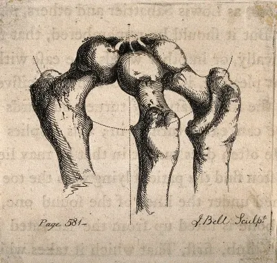 Demonstration of movement of the ball and socket joint of the femur