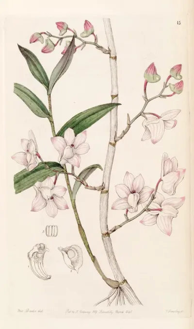 Dendrobium aduncum