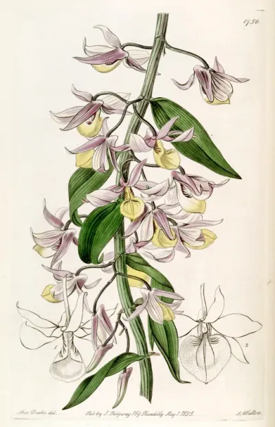Dendrobium aphyllum