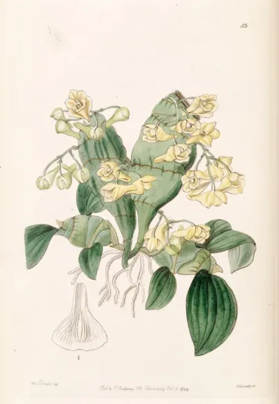 Dendrobium compressum
