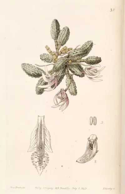 Dendrobium cucumerinum or Dockrillia cucumerina