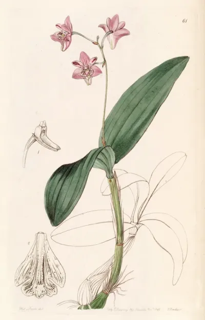 Dendrobium kingianum
