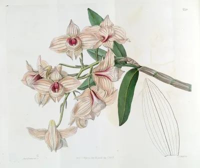 Dendrobium moschatum (as syn. Dendrobium cupreum)