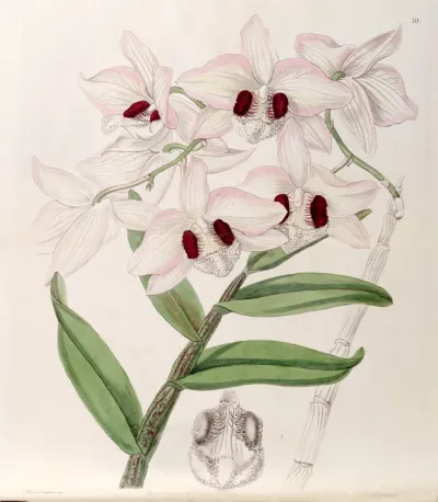 Dendrobium pulchellum