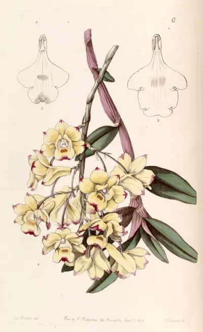 Dendrobium sanguinolentum