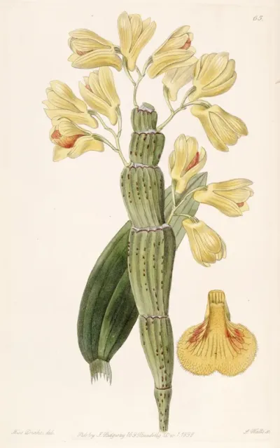 Dendrobium sulcatum