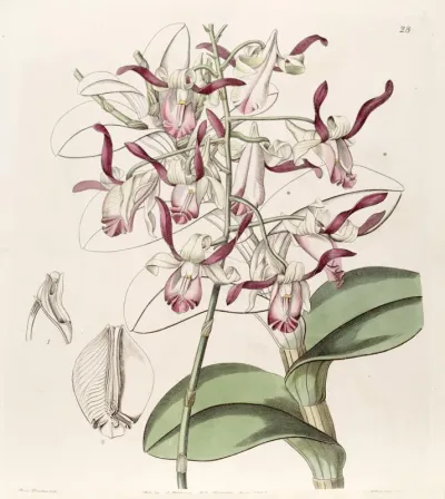 Dendrobium taurinum