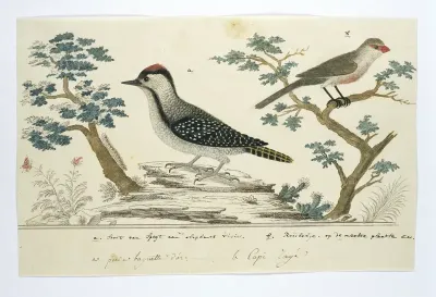 Dendropicos fuscescens (Cardinal woodpecker)and Estrilda astrild (Common waxbill)