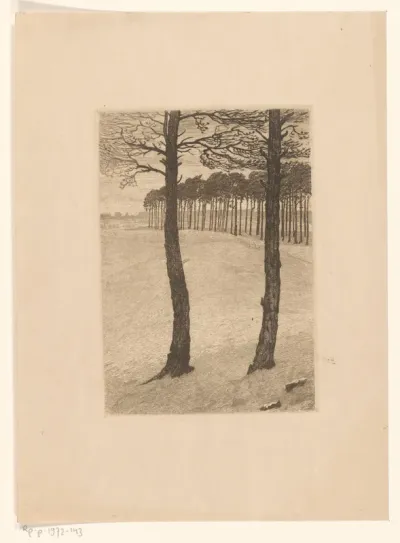 Dennenbomen in duinlandschap
