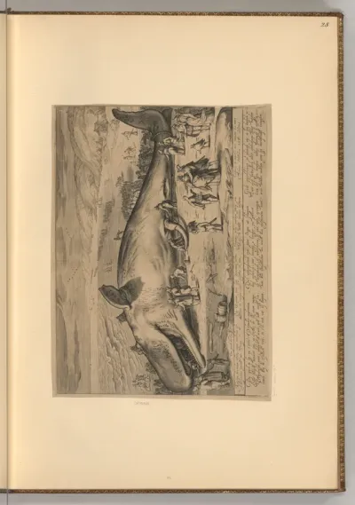 Der bei Beverwijk gestrandete Pottwal, 19. Dezember 1601